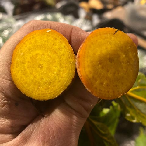 golden-beets