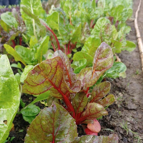 swiss-chard