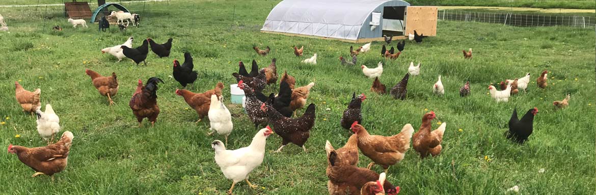chickens-on-pasture