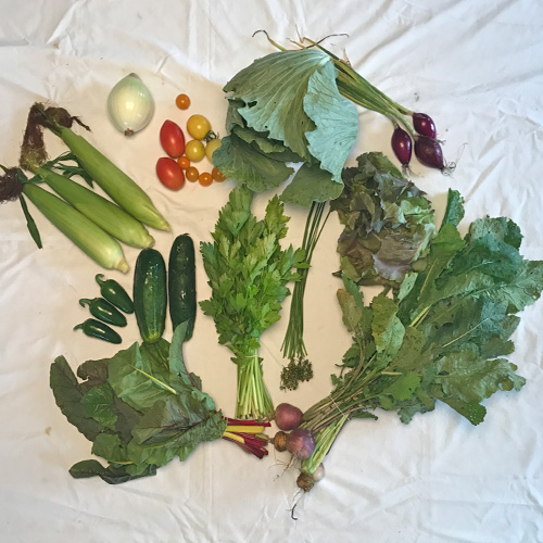 2017-csa-week-11-share