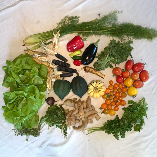 2017-csa-week-24-share