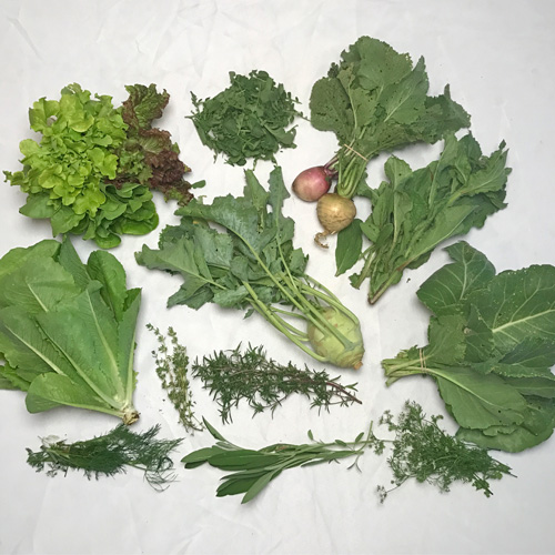 2017-csa-week-6-share