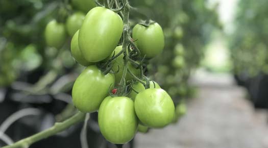 csa-package-overview-tomatoes