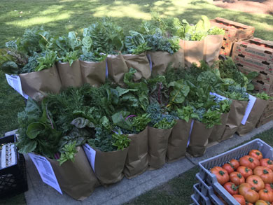 csa-share-pickup-at-medina-farmers-market