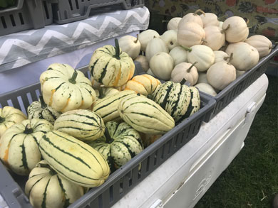 delicata-sweet-dumpling-buffy-squash-medina-farmers-market