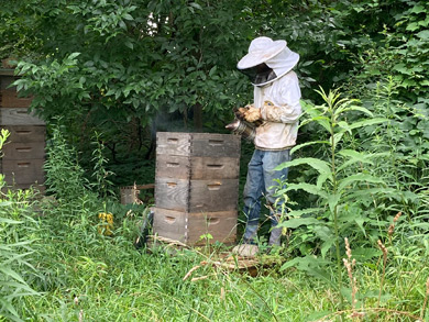 csa-peppers-tomatoes-in-squash-field.
