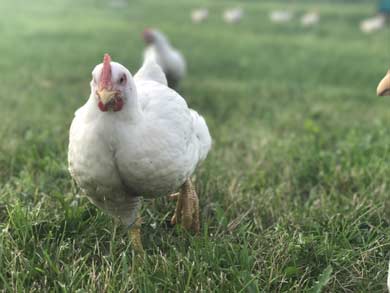 meat-chicken-running